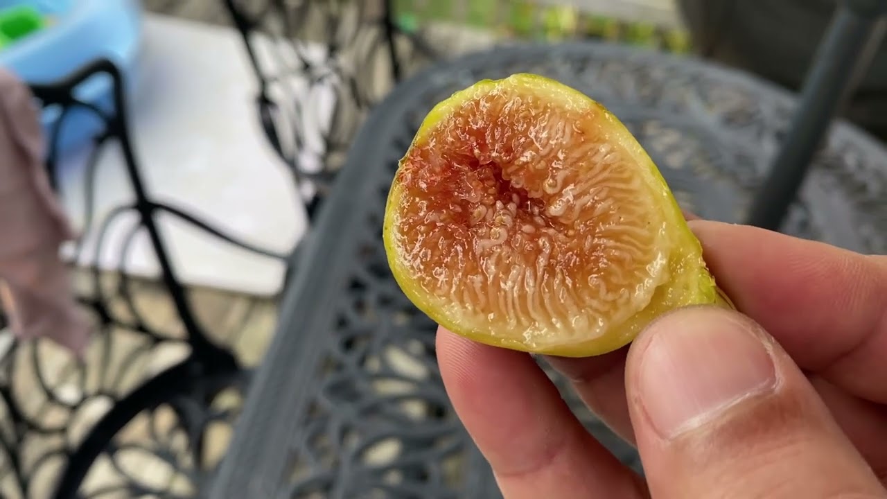 شجر تين ذكر ينتج فاكهة صالحة للاكل Capri Q Fig male fig