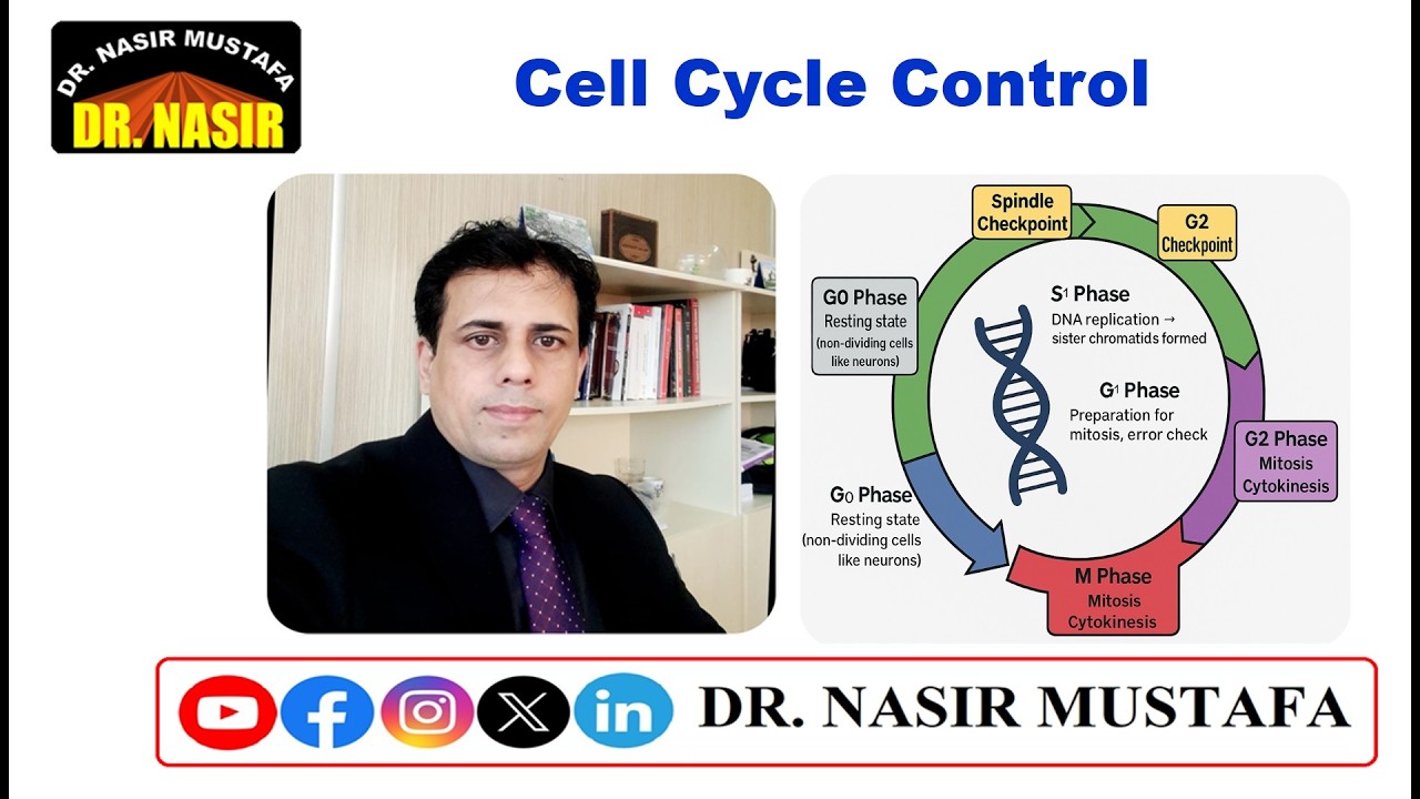 🔬 Cell Cycle Control | Medical Biology 🧬