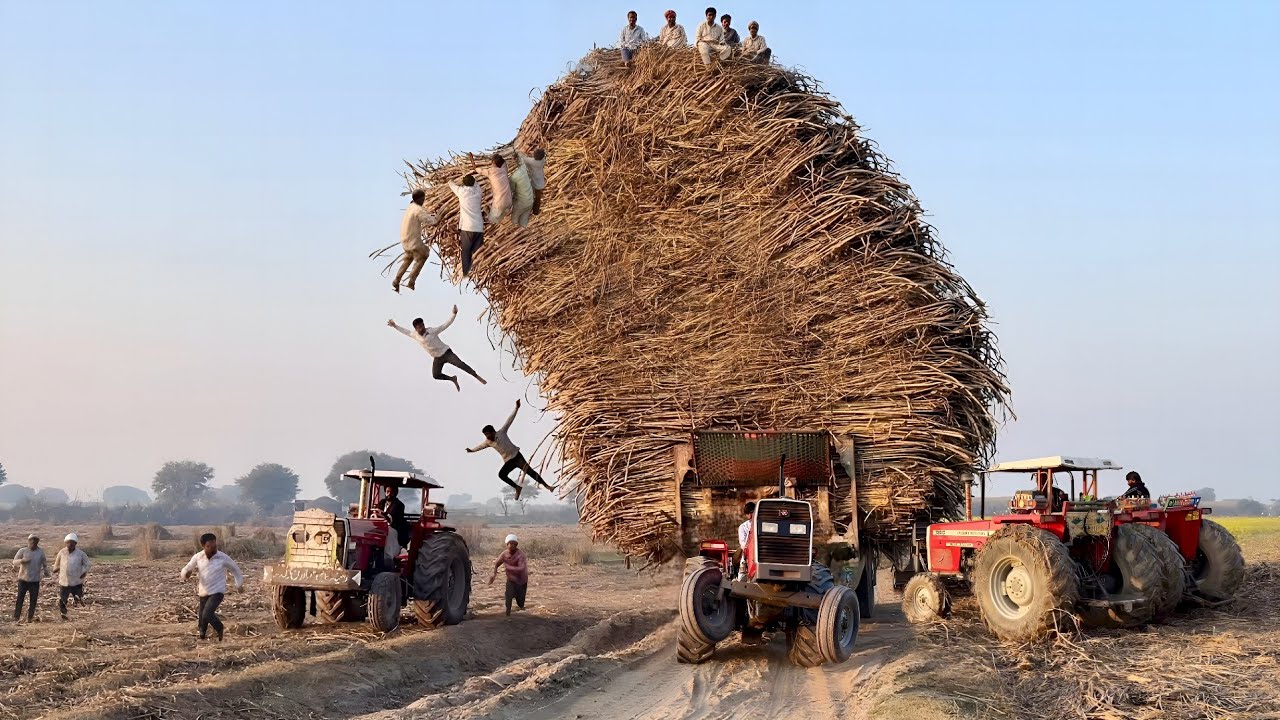 mf 385 tractor unbelievable power | tractors pulling heavy loaded sugarcane trolley 