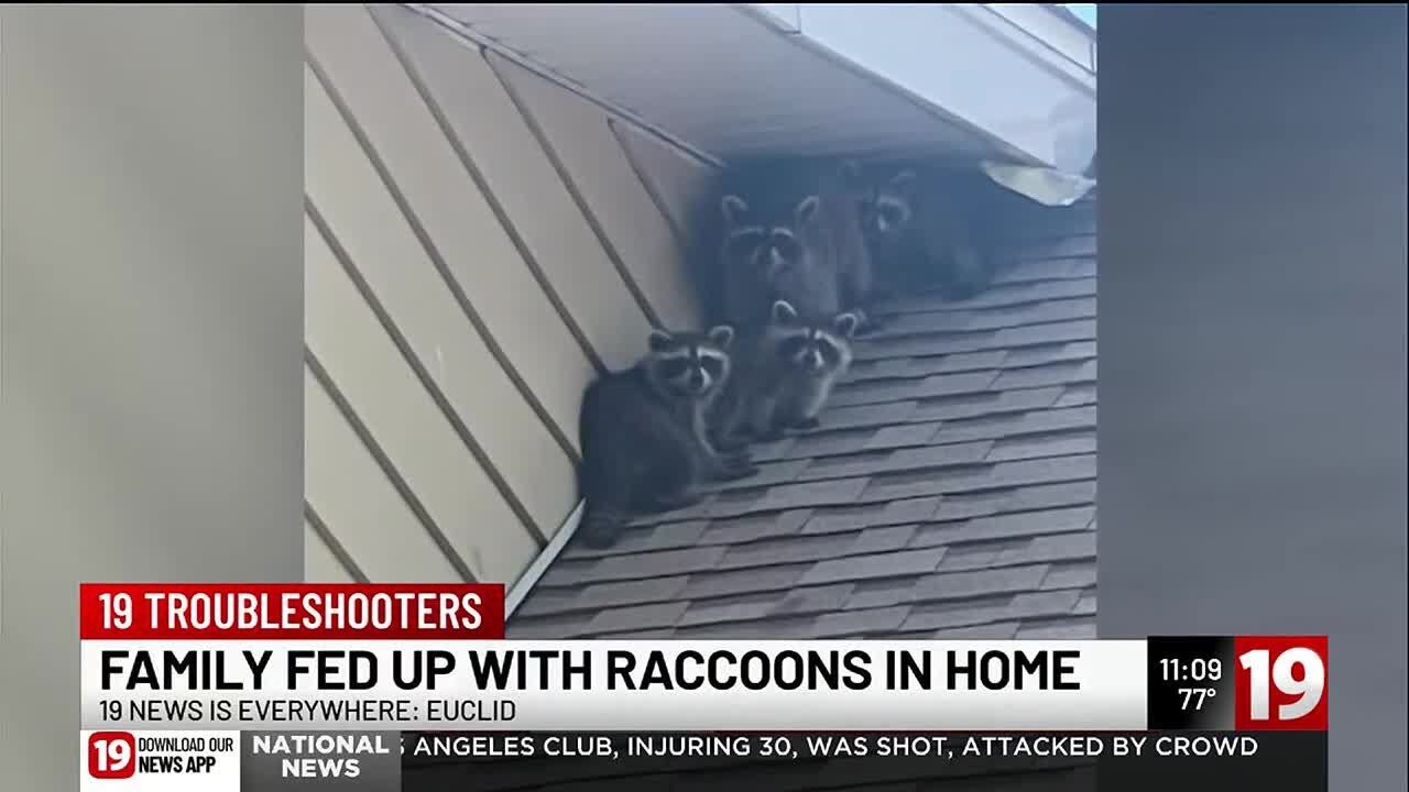 Euclid family fed up with raccoons in home