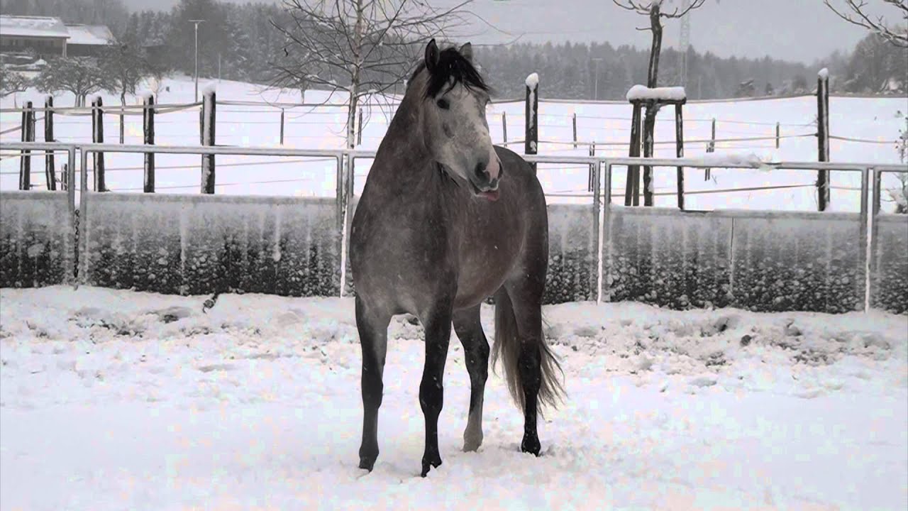 Müller's Pferdeparadies im Schnee