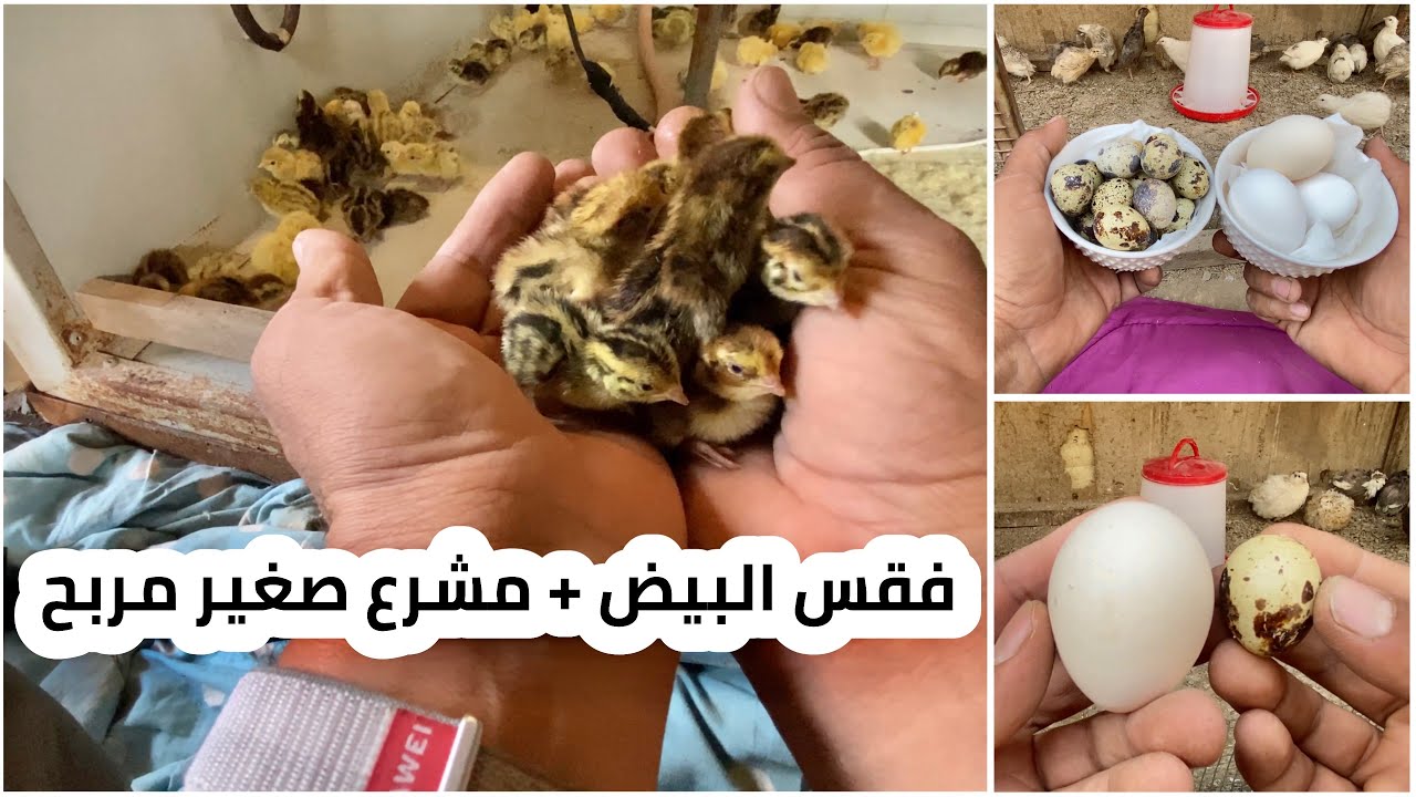 مراحل تربية طائر السمان مشروع صغير مربح ومفيد 