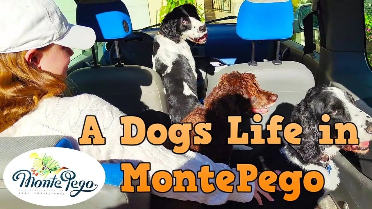 MontePego, Trash Runs, Hungover Coffees and Happy Sandy Dogs
