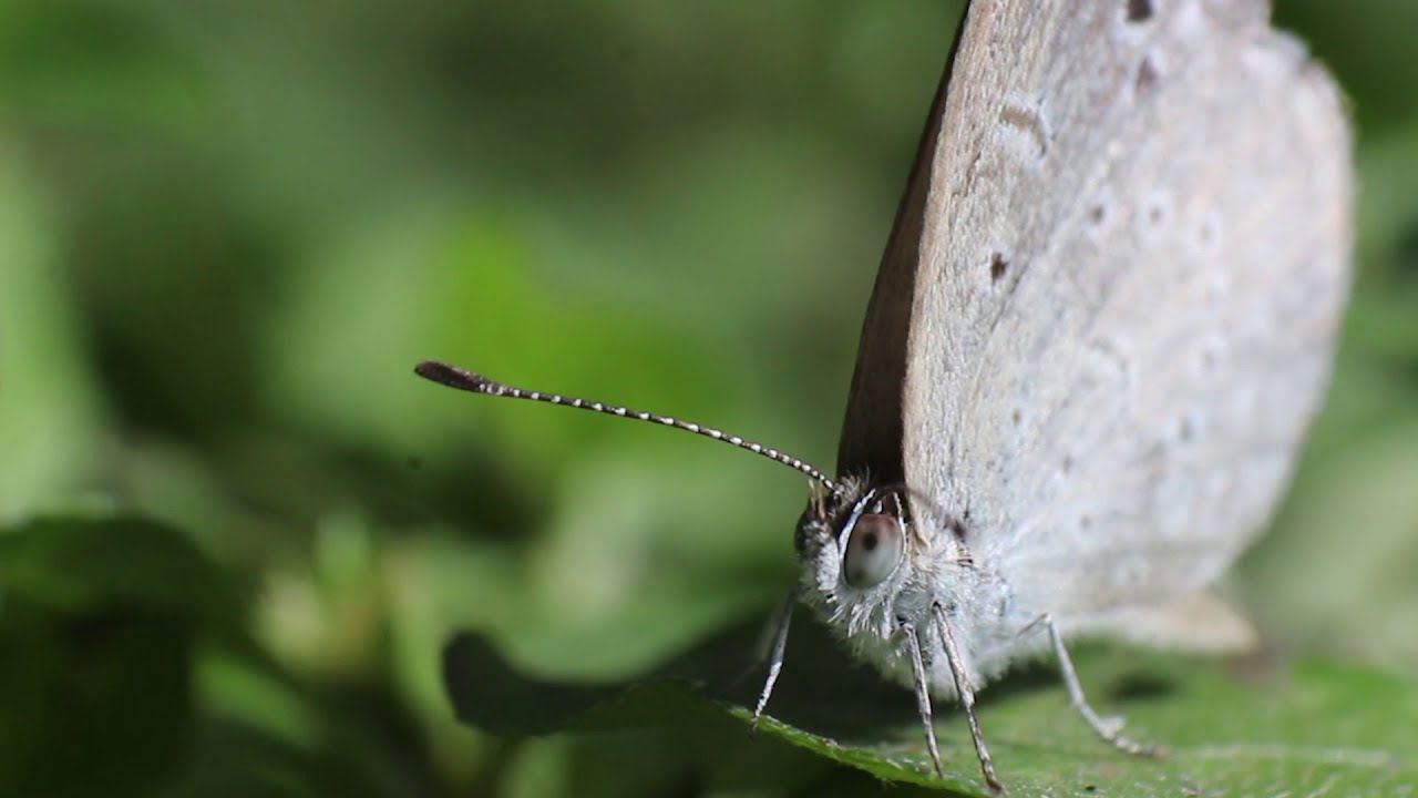 Introduction to macro world.