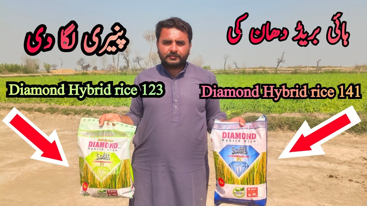 Hum ne aj Diamond Hybrid rice ki 123 or 141 ki paneri  laga di he