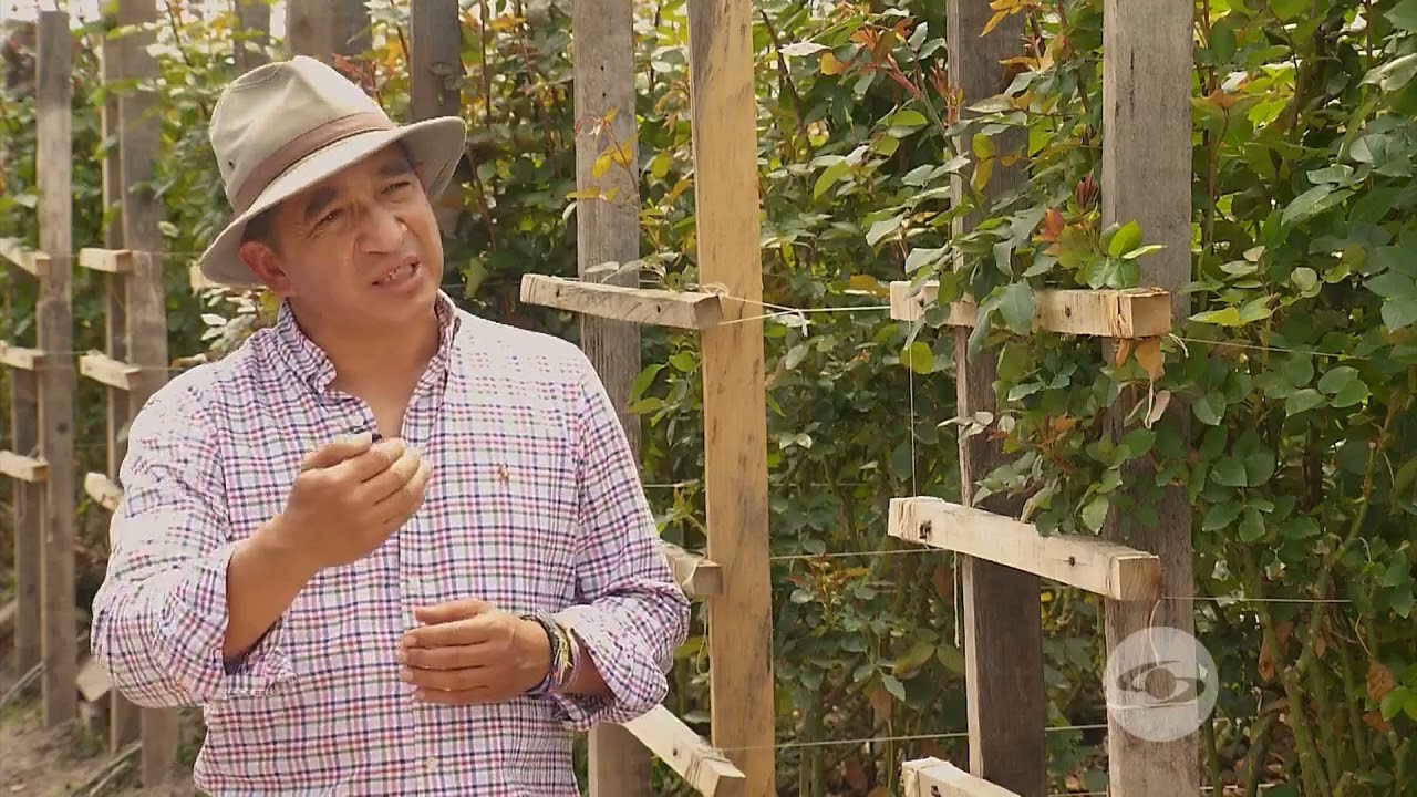 Principales plagas y enfermedades en las rosas. - La Finca de Hoy