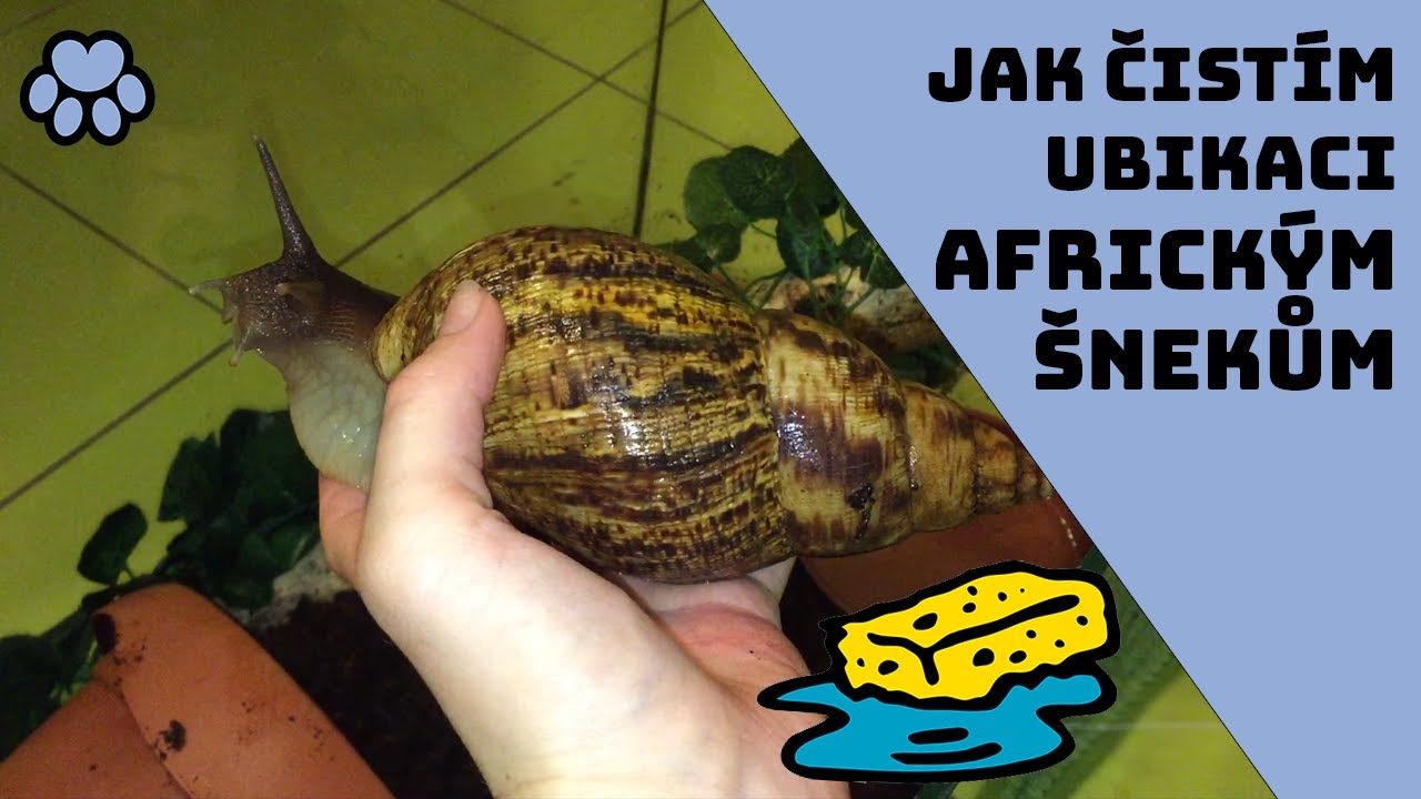 Čištění ubikací mých afrických šneků