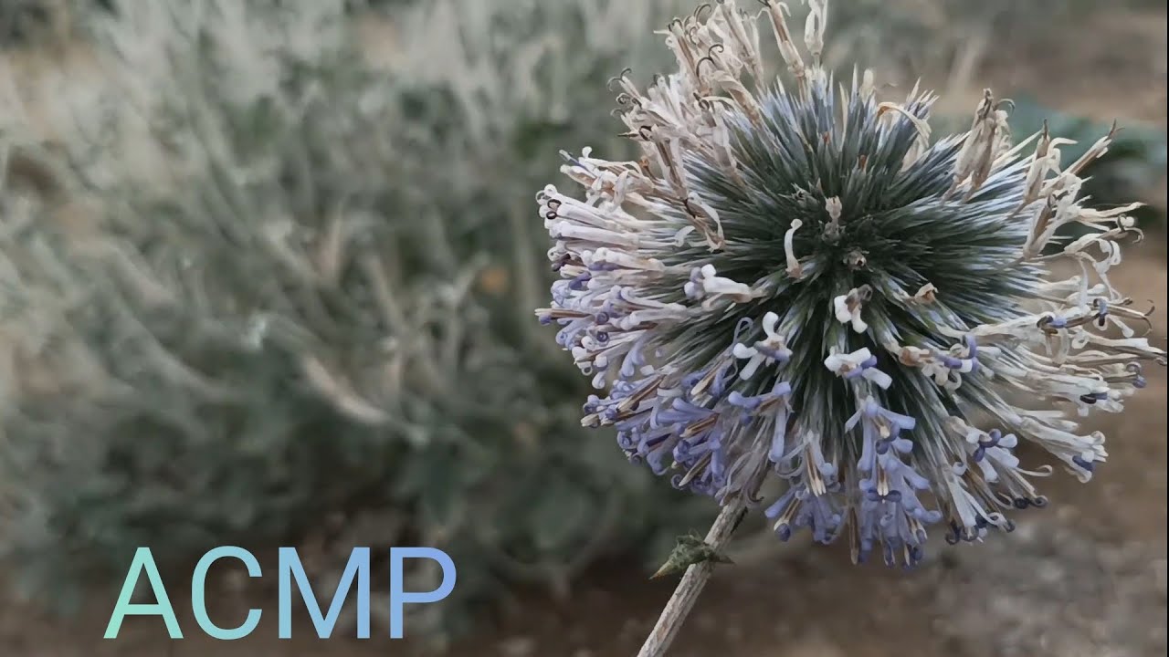 АСМР / Прогуляемся по лесу🦋🌿 / Звуки шишек, веток, камней и растений🐇🐿🦔 / ASMR
