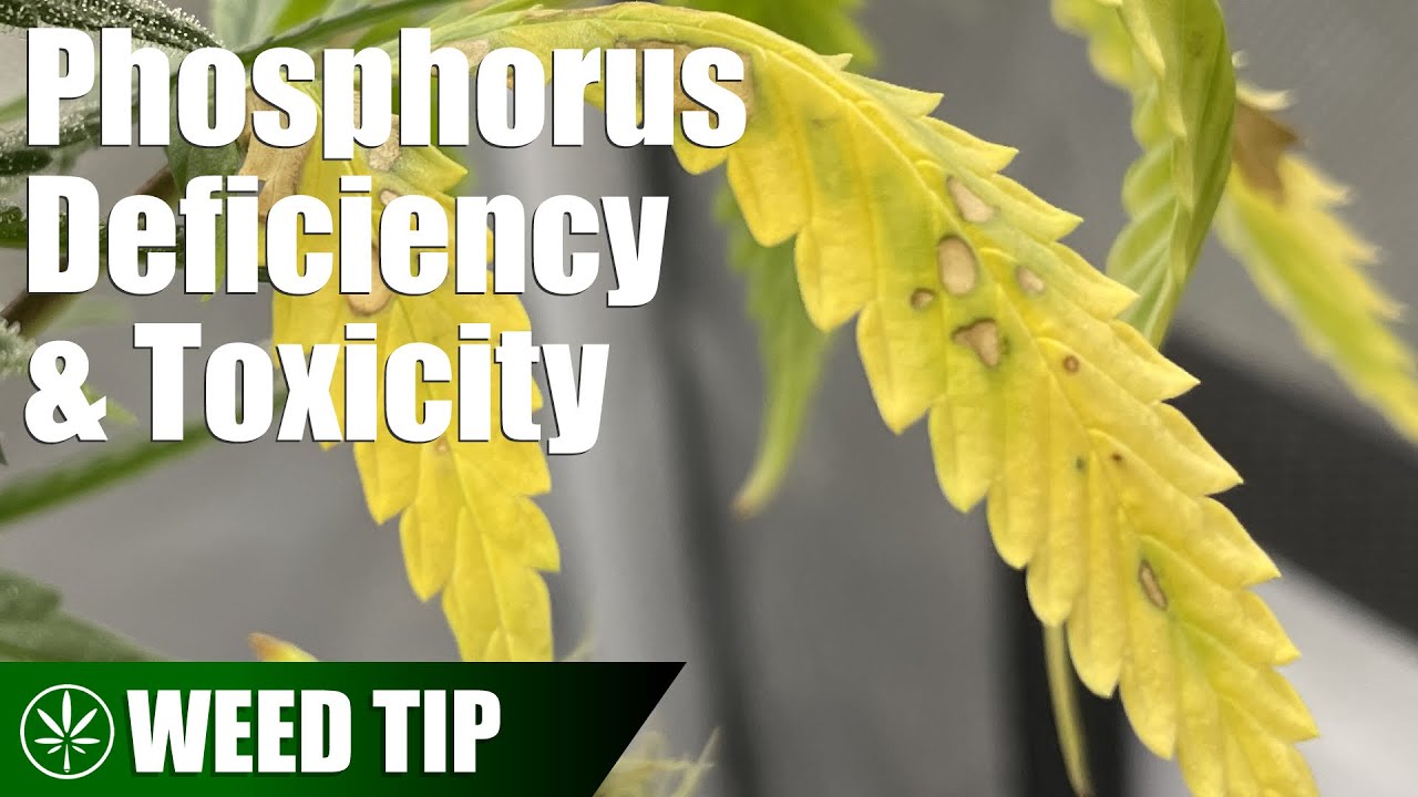 Phosphorus Issues in Cannabis