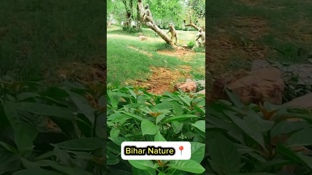 Bihar, Nature Reels Video 📸 😍 || 