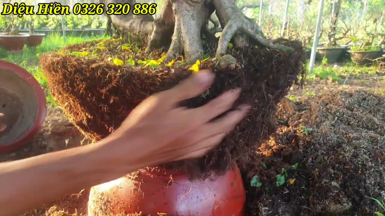 Chăm mai sau Tết, hướng dẫn cắt tỉa, thay chậu mai