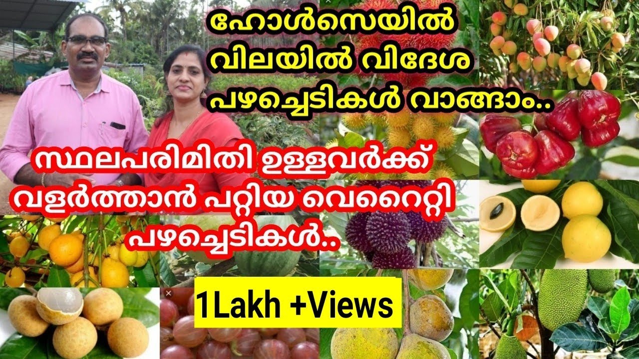 വിലക്കുറവിൽ വിദേശ പഴച്ചെടികളും,എല്ലാ ഫലവൃക്ഷങ്ങളും ലഭിക്കുന്ന നഴ്സറി./ Murali Nursery / Thrissur.
