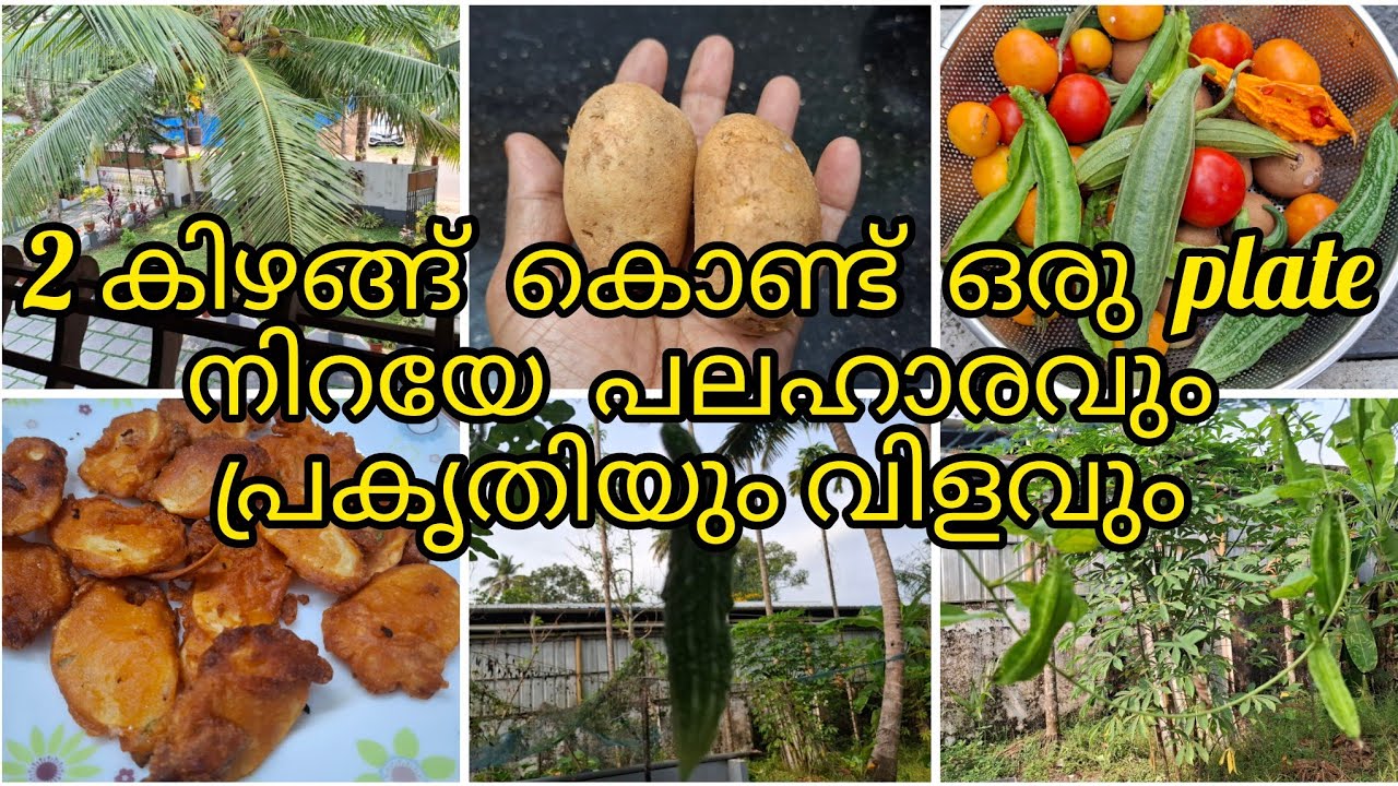 പ്രകൃതി സൗന്ദര്യവും, വിളവെടുപ്പും ifthar  special ഉം /garden/ കൃഷി  /kichen  garden 