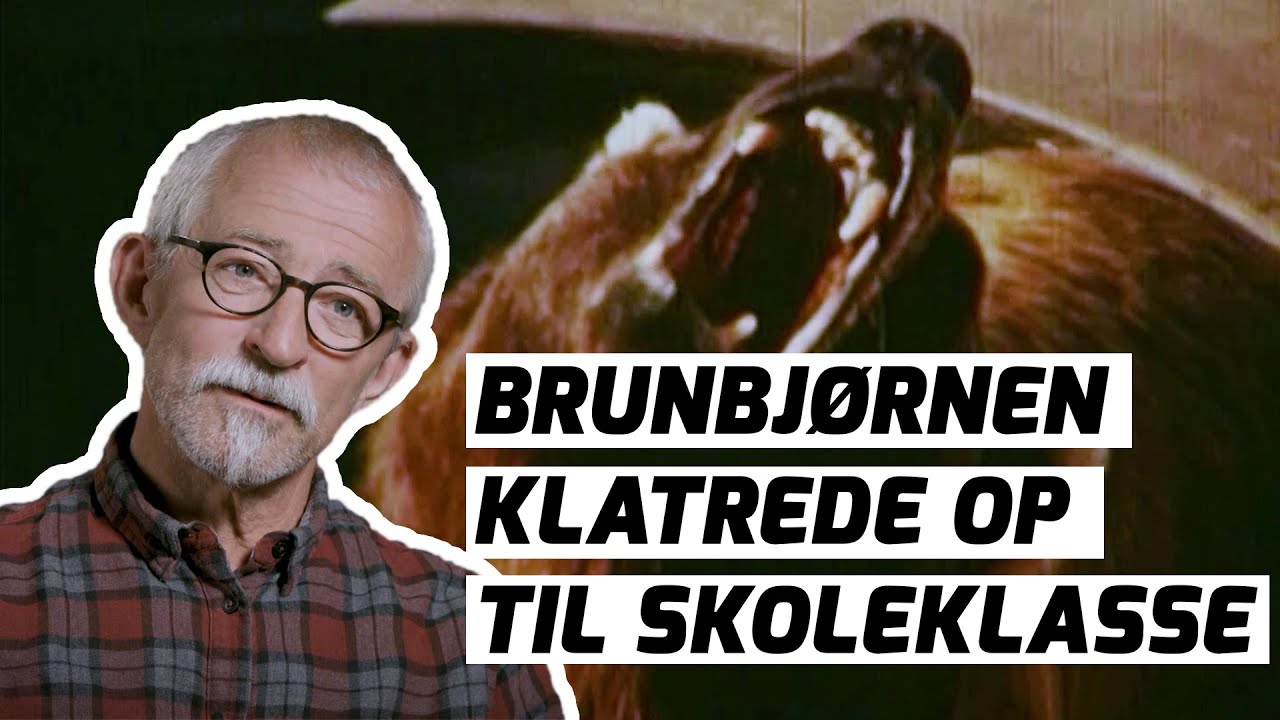 Frank glemte at fjerne stigen, så brunbjørnen kravlede op til en skoleklasse på udflugt | Afsnit 1/8