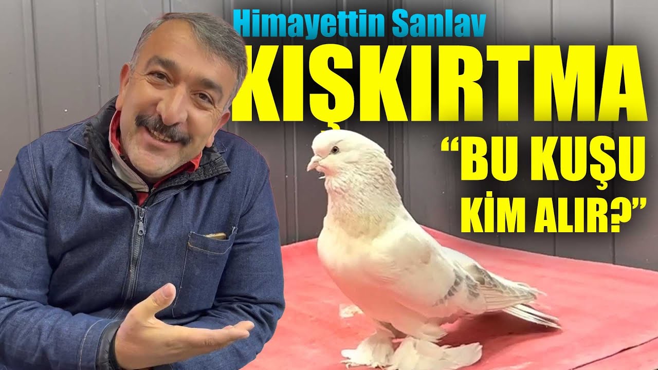BU KUŞU KİM ALIR? KIŞKIRTMA! Kürenk Kulübü