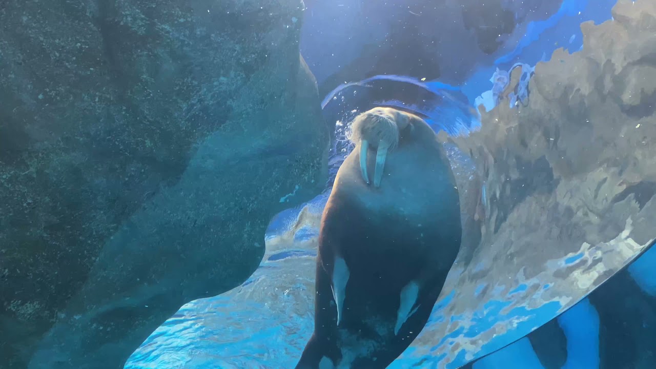 Hong Kong Walk - North Pole Encounter in Ocean Park