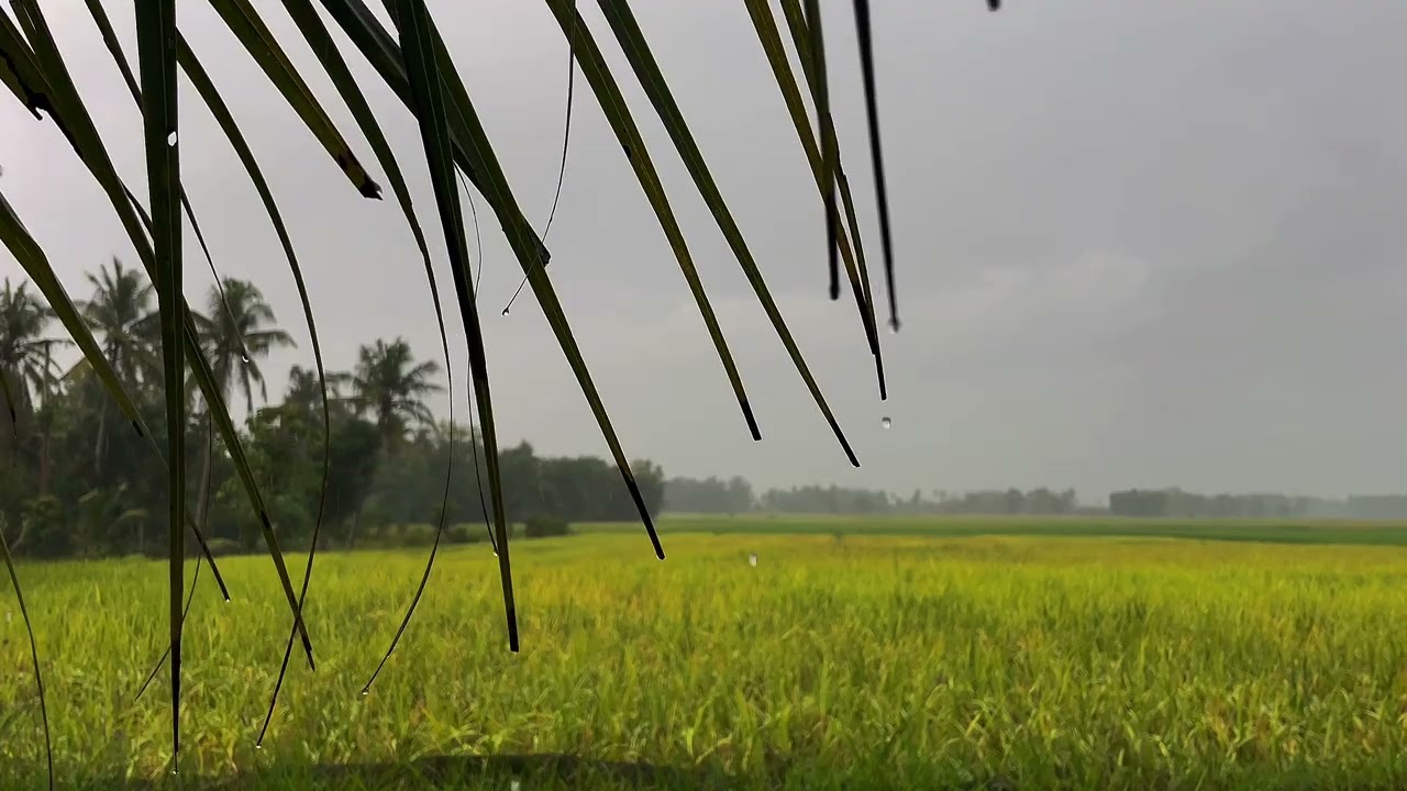 The Sound Of Rain |Heavy Rain for sleep ,Study And Relaxation,Meditation