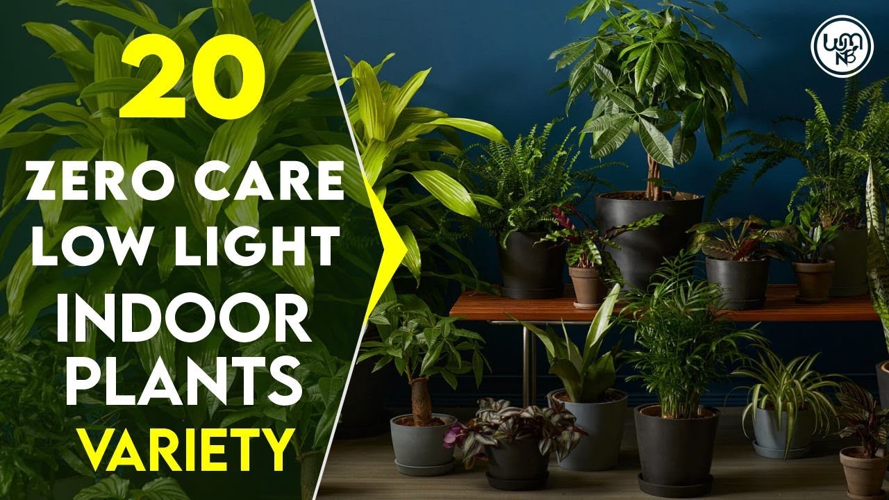 20 Zero Care Indoor Plants for Low Light | Low Light Houseplants to Grow Without Care