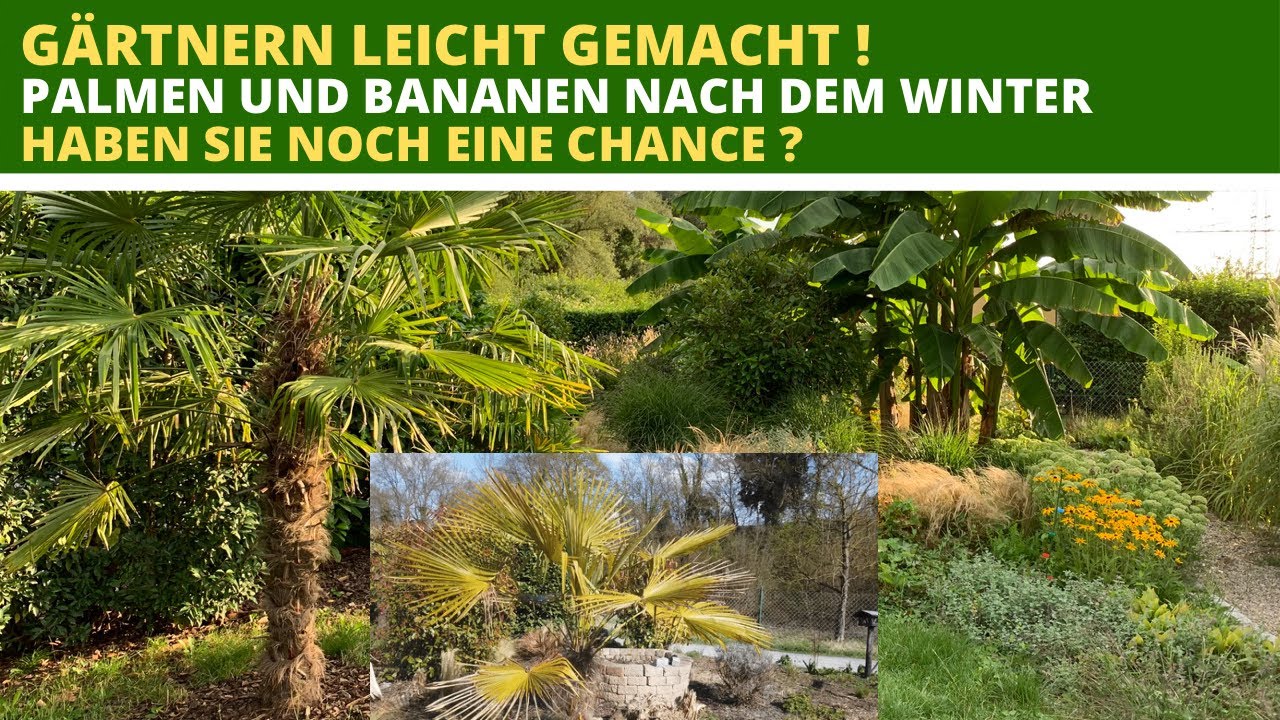 Hanfpalme Winterharte Palmen und Musa basjoo nach dem Winter