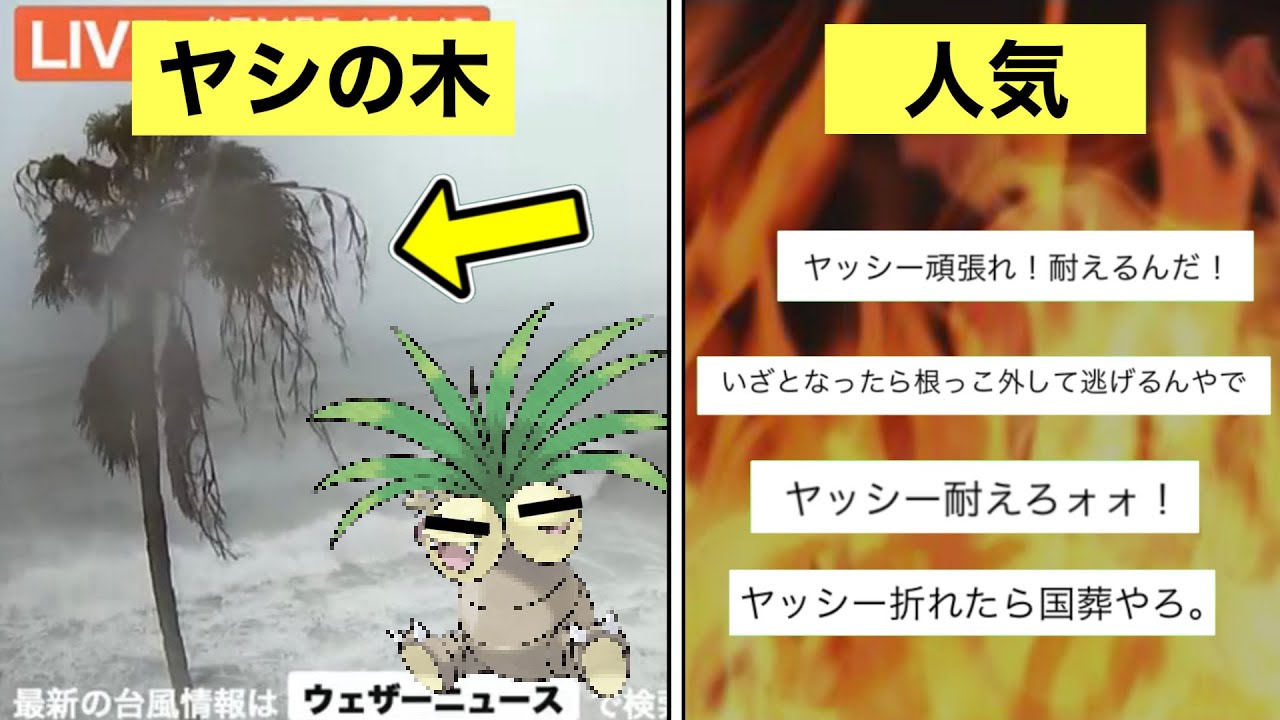 伝説のヤシの木『ヤッシー』について解説