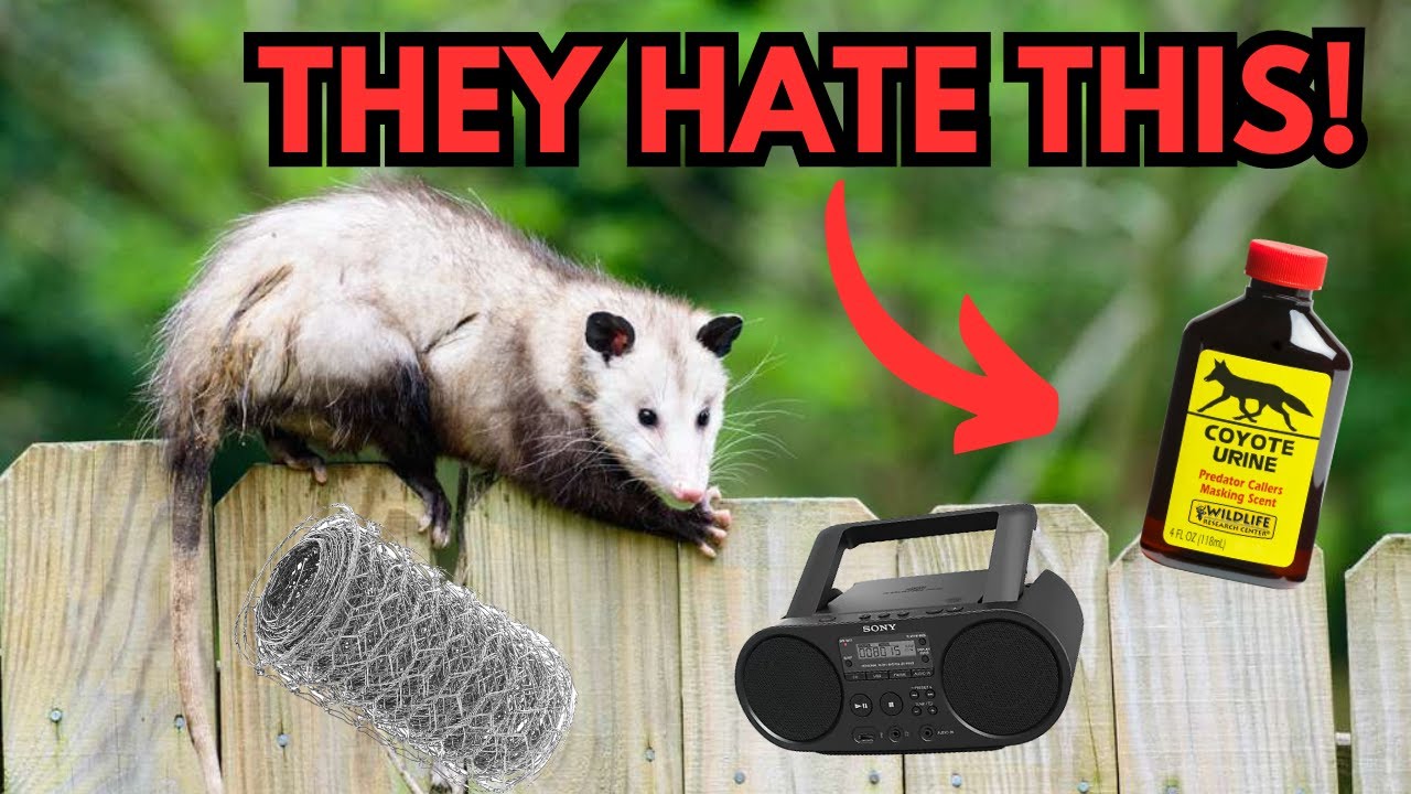 How to Get Rid of Opossums FAST — Keep Them Out for Good!