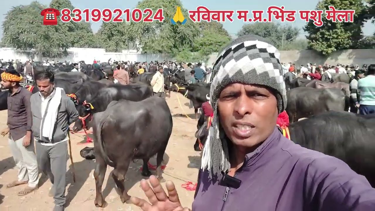 मध्यप्रदेश जिला भिंड पशु मेला || रविवार पशु मेला ‌|| pashu mandi Bhind || buffalo market #buffalo 