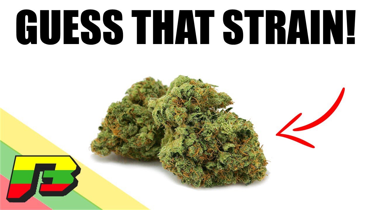 Guess That Strain! | BammerTV