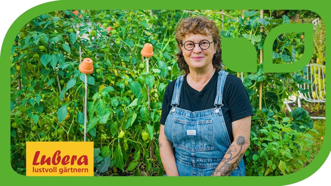 Paprika stützen: Anleitung für die Unterstützung von Paprikapflanzen mit Hilfe eines Pflanzstabs