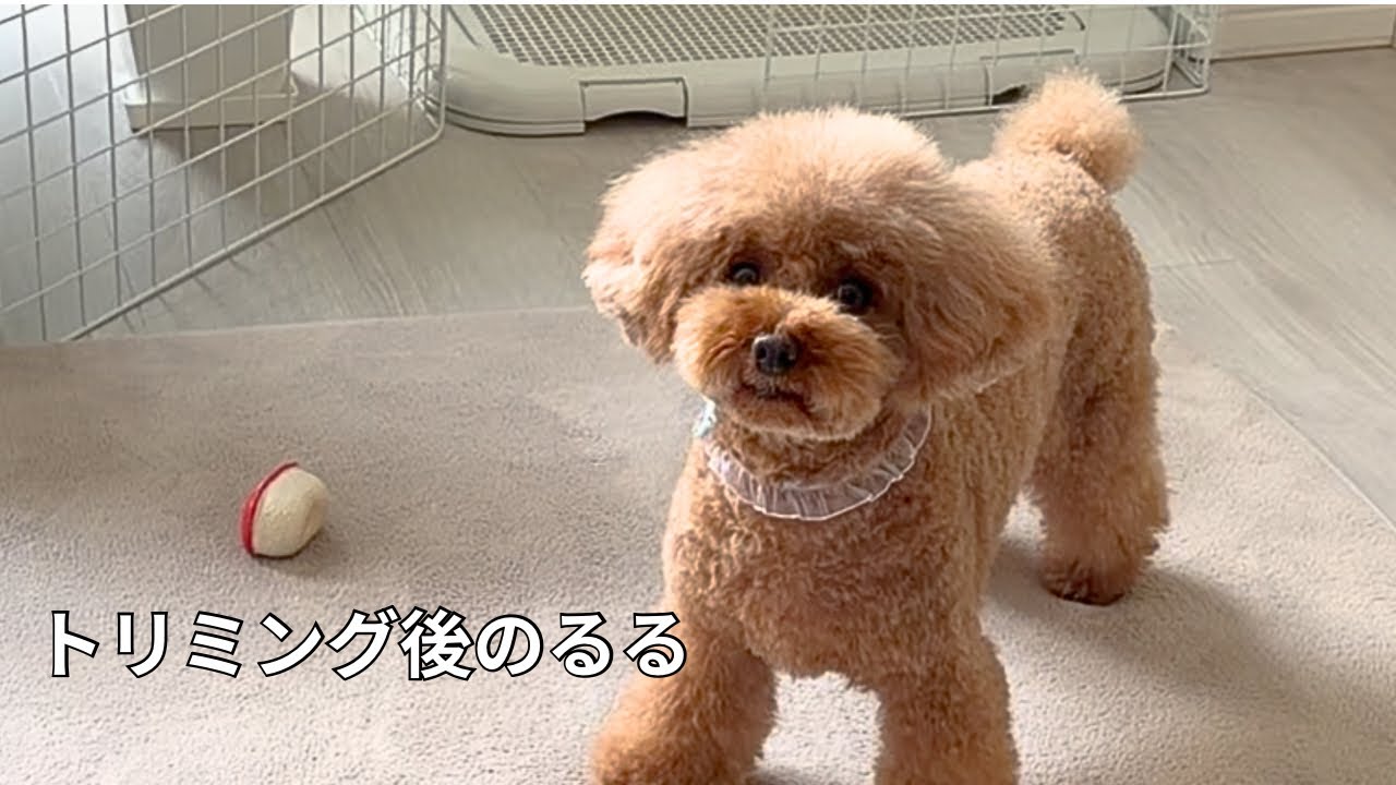 トリミング後でも元気すぎる犬🐶おもちゃ大好きるる