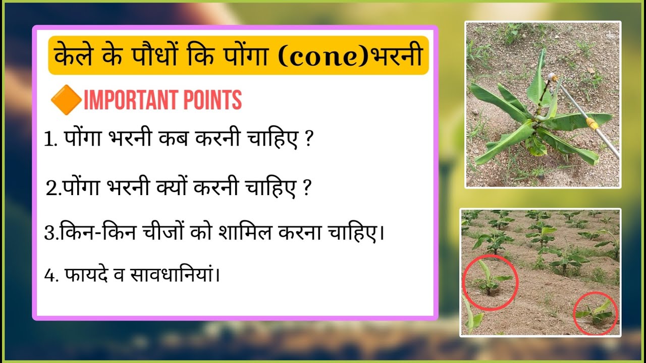 केले के पौधों में पोंगा भरनी कब और कैसे करें? पूरी जानकारी kele me ponga bharni kese kare. 