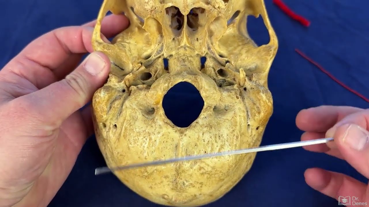 The external surface of the neurocranial base (exobase)