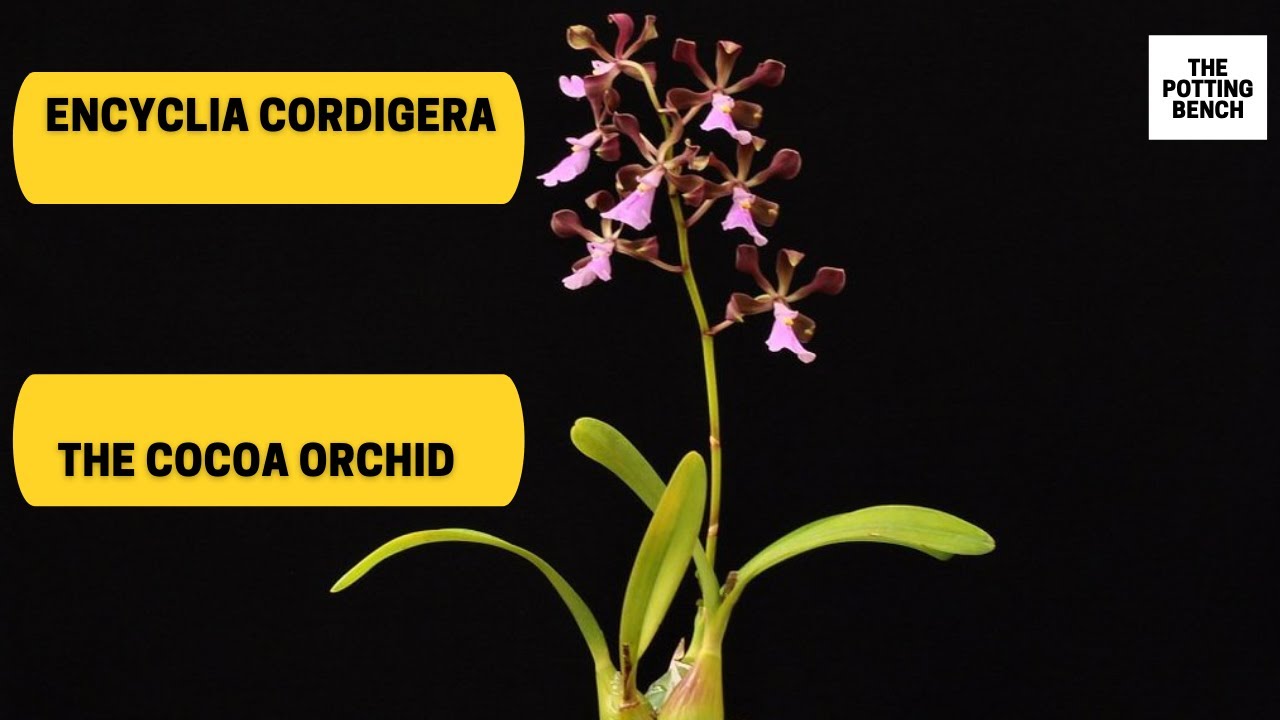 Encyclia cordigera | The Cocoa Orchid