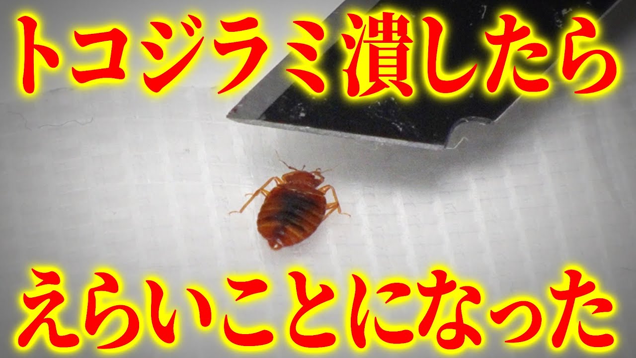 【発生したら終わり】トコジラミの駆除・対策は絶対にプロに頼んだ方がいい理由＜恐怖の生態と国内最新事情をプロが解説＞｜東京