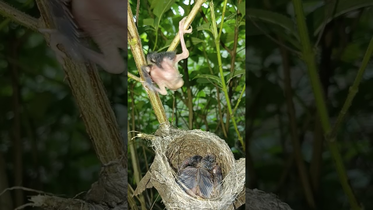 Baby bird has come out of the nest and climbed onto a branch above #youtubeshorts #viralvideo