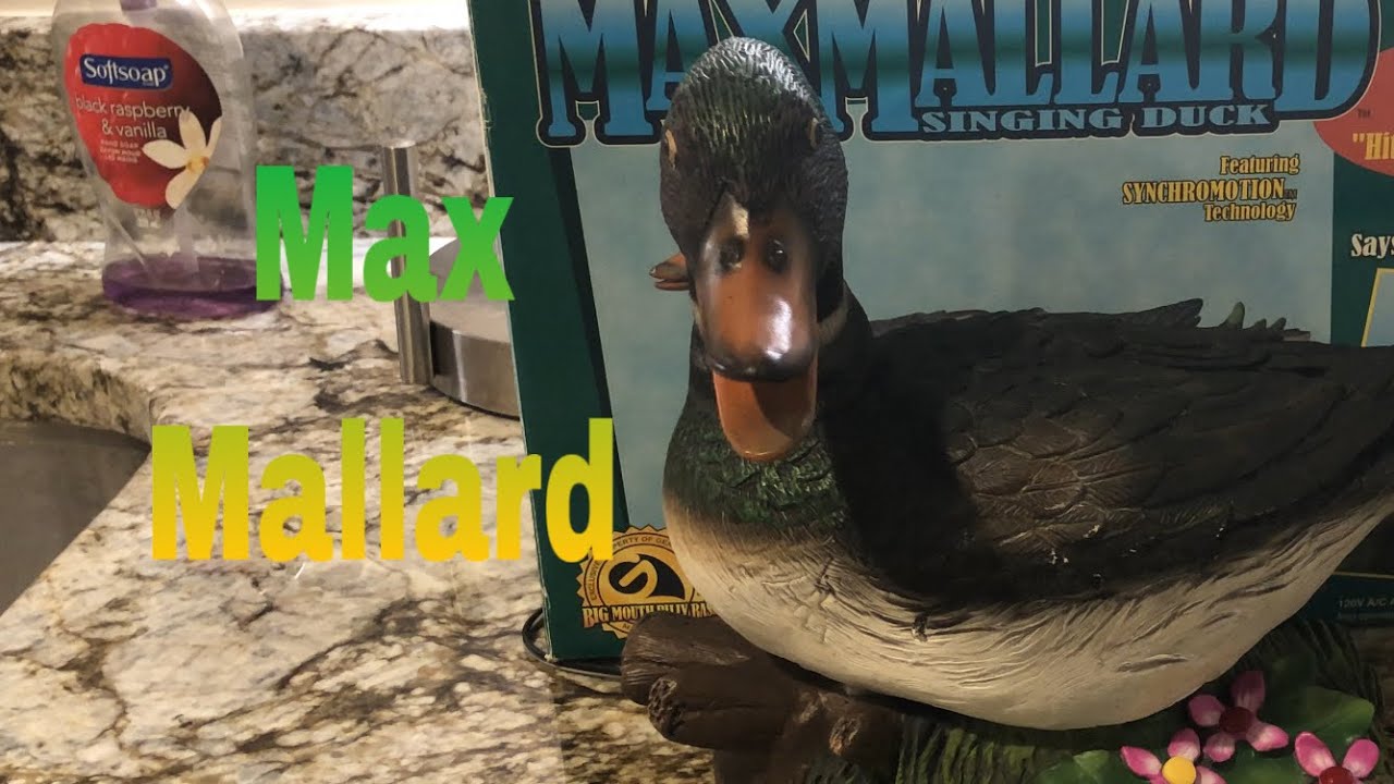 ‘Max Mallard’ Singing and Talking Duck