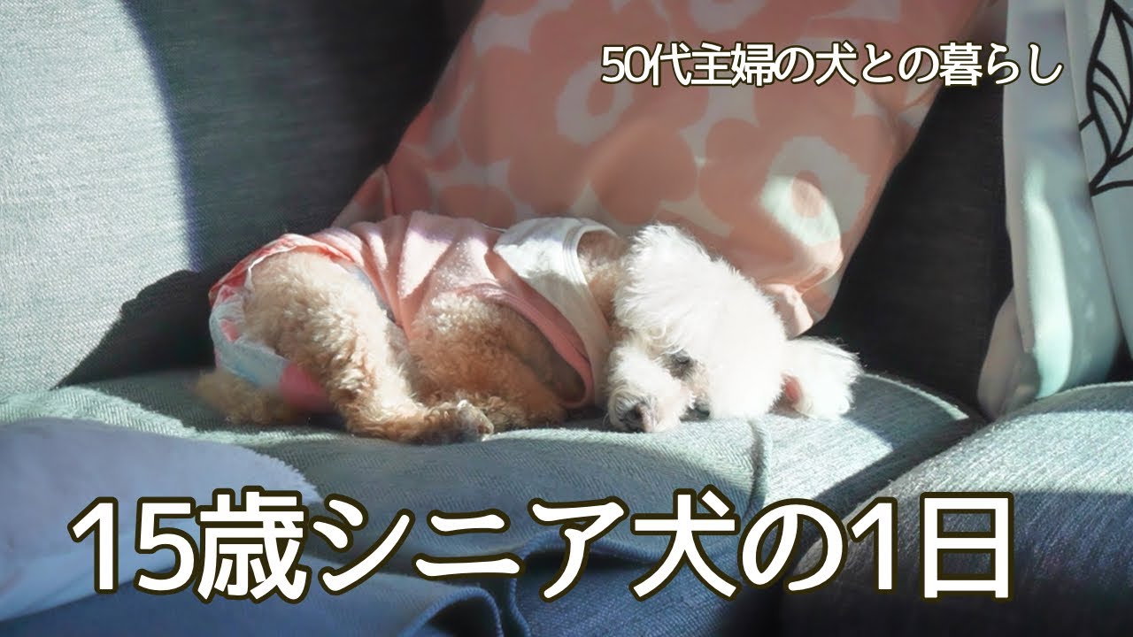 15歳シニア犬の1日 / 目が見えなくても、耳が聞こえなくても元気に過ごしています / 犬のいる暮らし / 50代主婦の日常