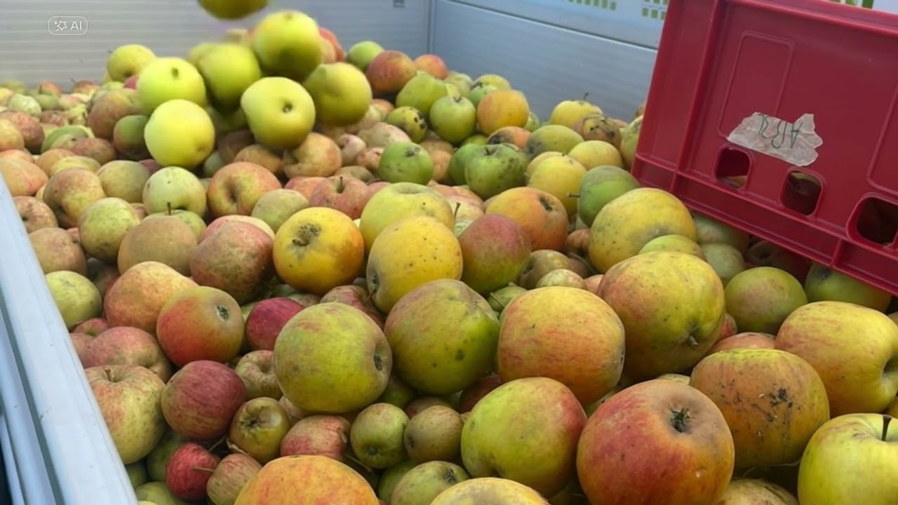 In Rensing ist heut' Apfelernte