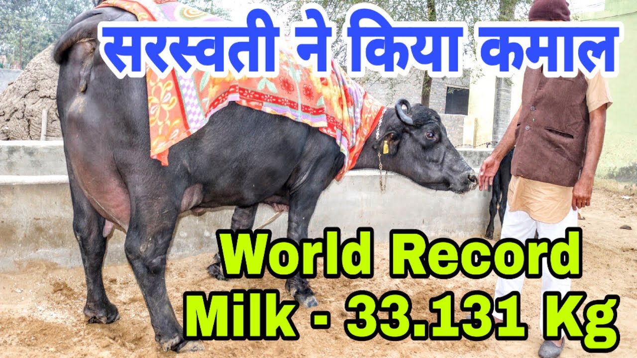 World Record Holder Murrah Buffalo-Saraswati,4th Milking, Shoot with Camera 🎥