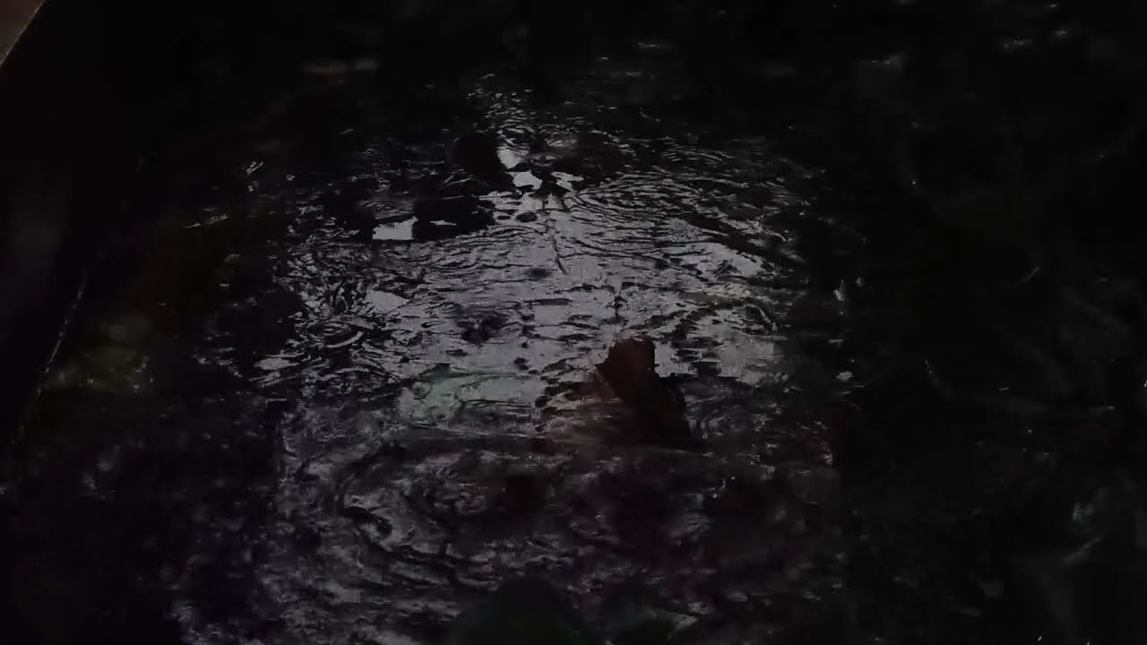 Full Album VIral Lagu Timur Tabola Bale 2026 – Viral di TikTok, No Iklan