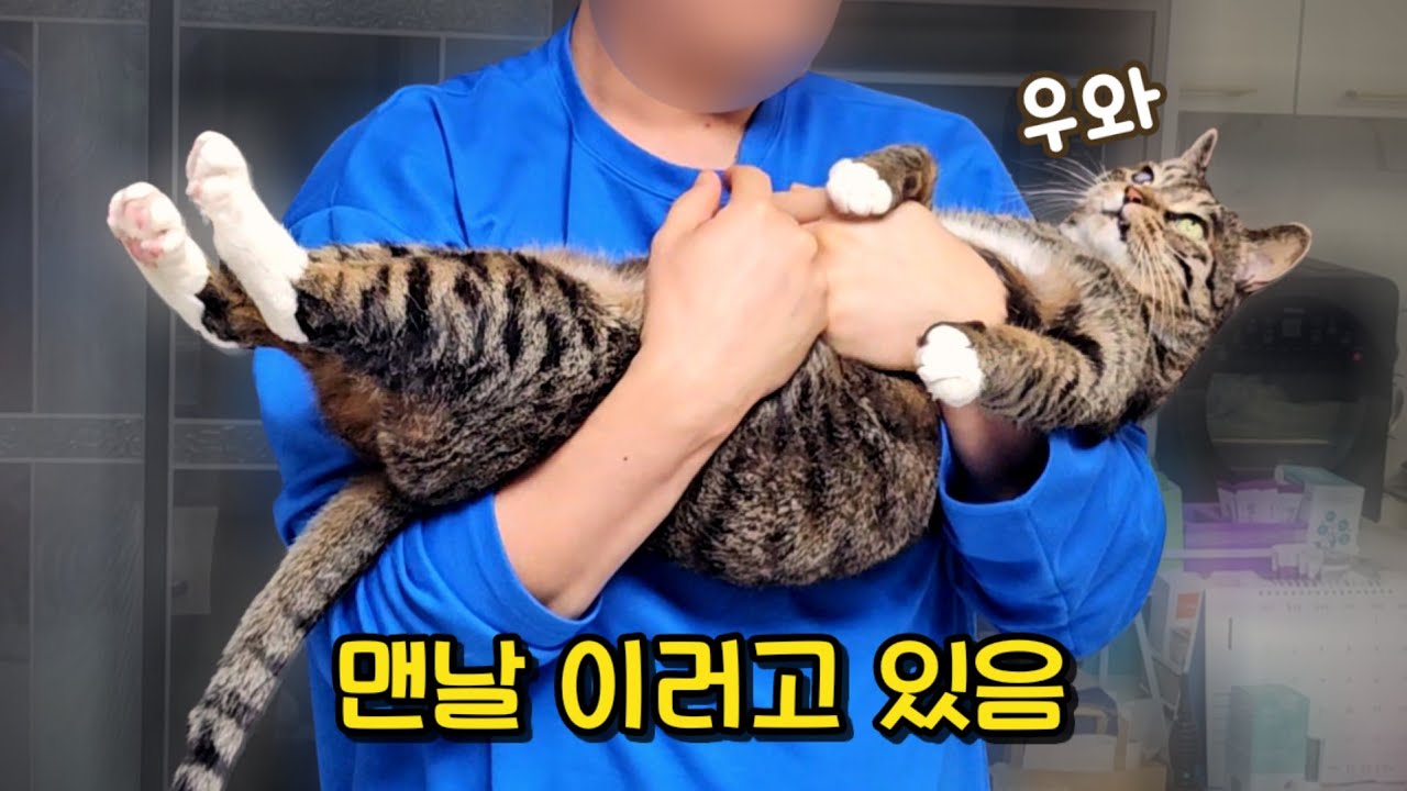 고양이 입양 반대했던 사람이 매일 고양이를 들고 다녀요! : 근데 또 영상 보면 남집사가 이해됨 ㅋㅋ