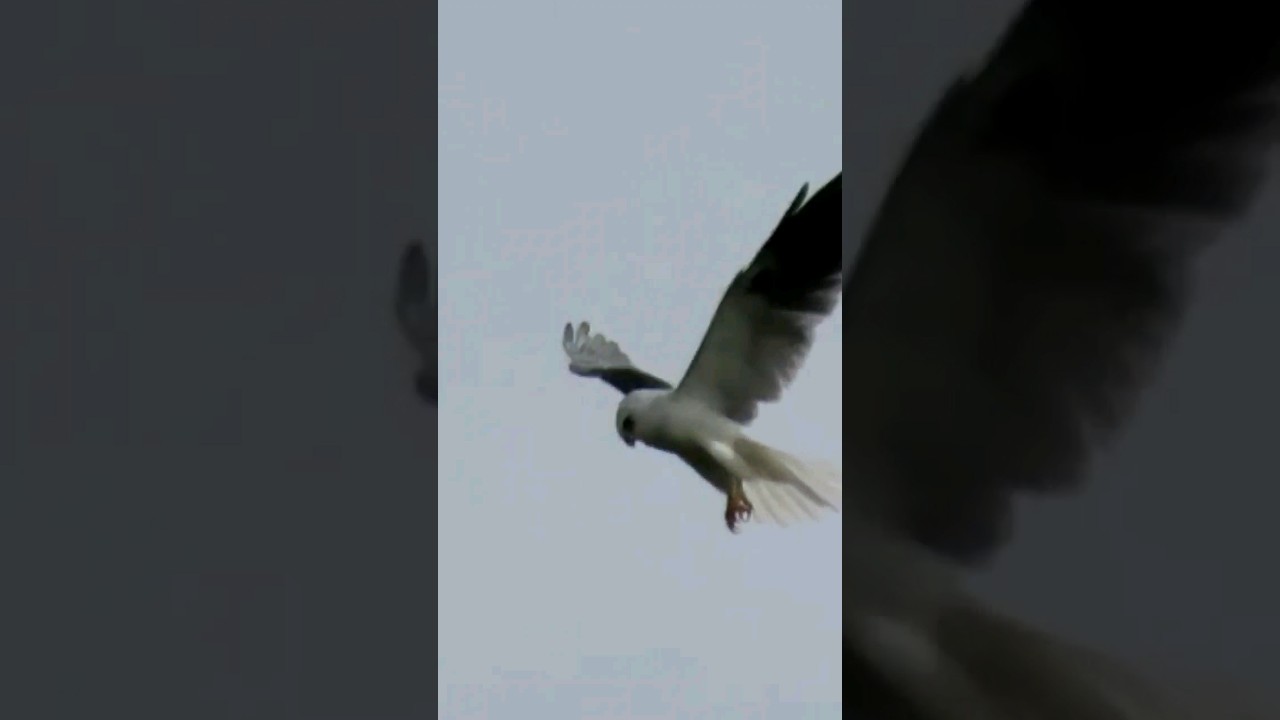 Elanio Coliblanco/White tiled kite (Elanus leucurus). #aves #birdslovers