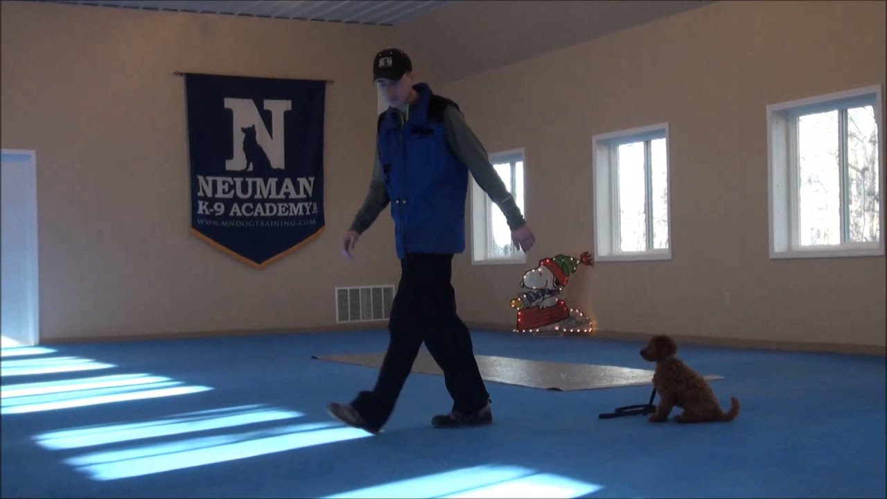 Jack (Mini Goldendoodle) Puppy Boot Camp Training Video