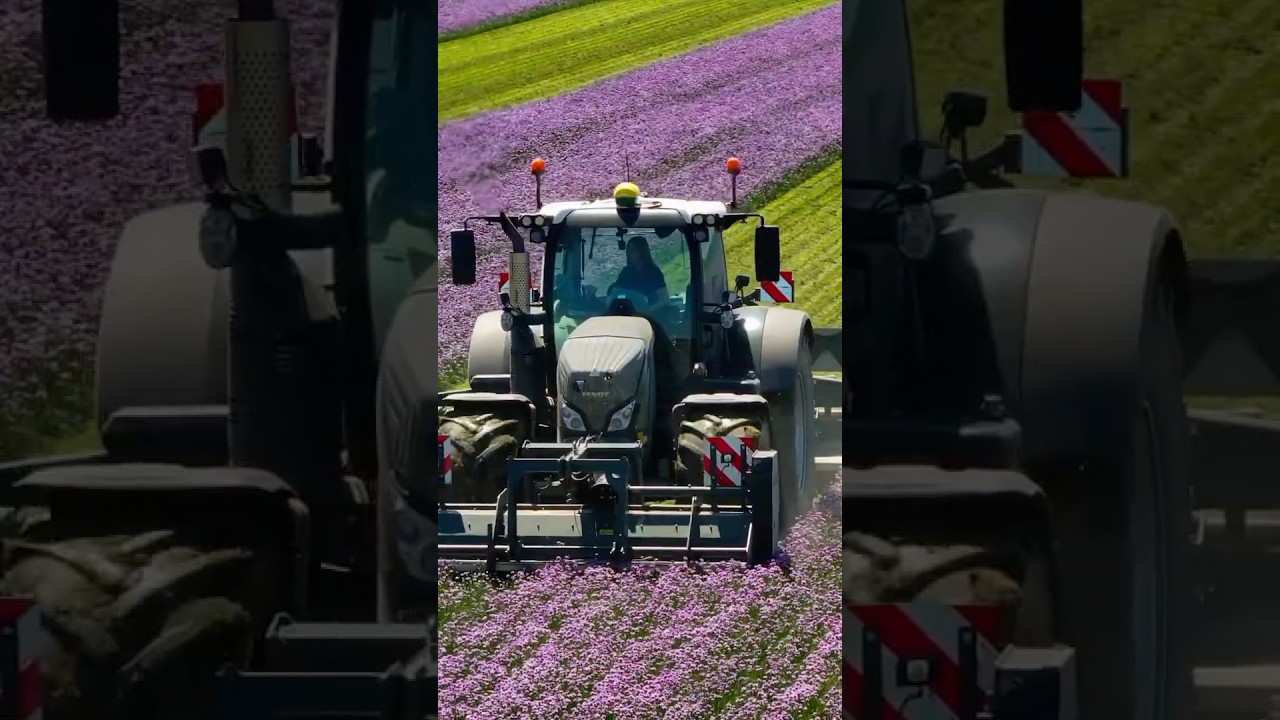 Hier noch einmal ein kurzer Clip vom Schnittlauch Mulchen. Im Einsatz ein Fendt 724 Vario🌸✌🏻