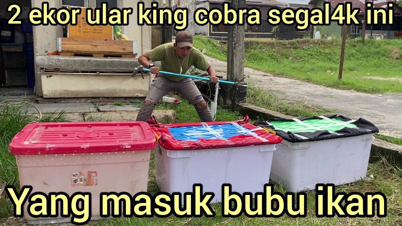 2 EKOR RAJA KING COBRA YANG GEMPAR KAN DESA KELUAR JUGA