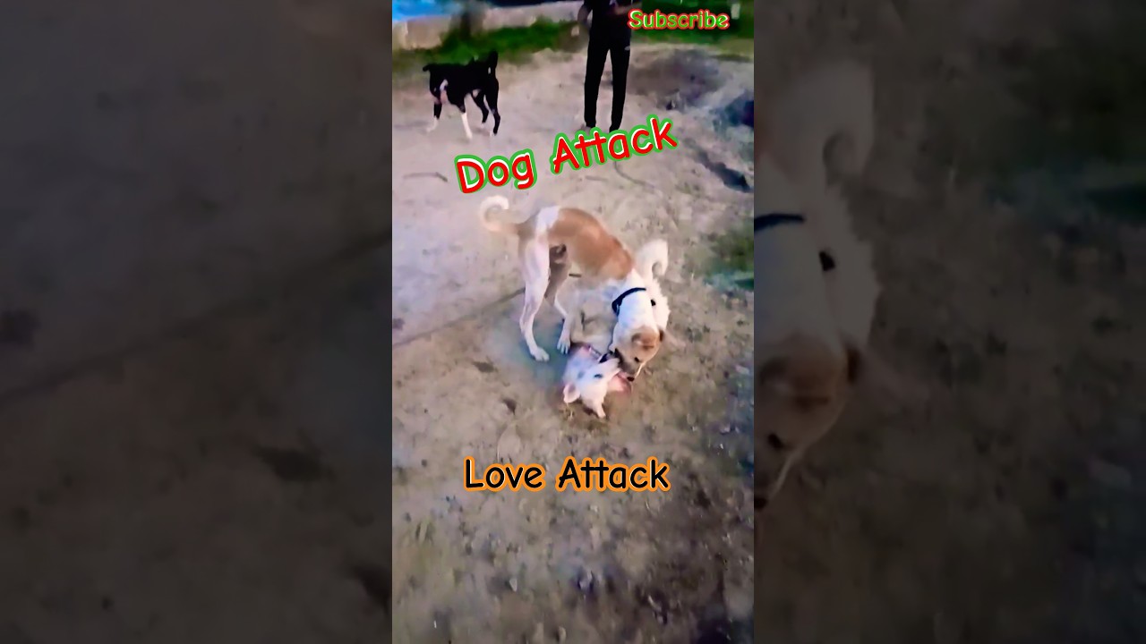 Dog🐶Play Fight Goes Viral #indianspitz vs #desikutta #dogfriends #pitbullmix #populardogs #dogshorts