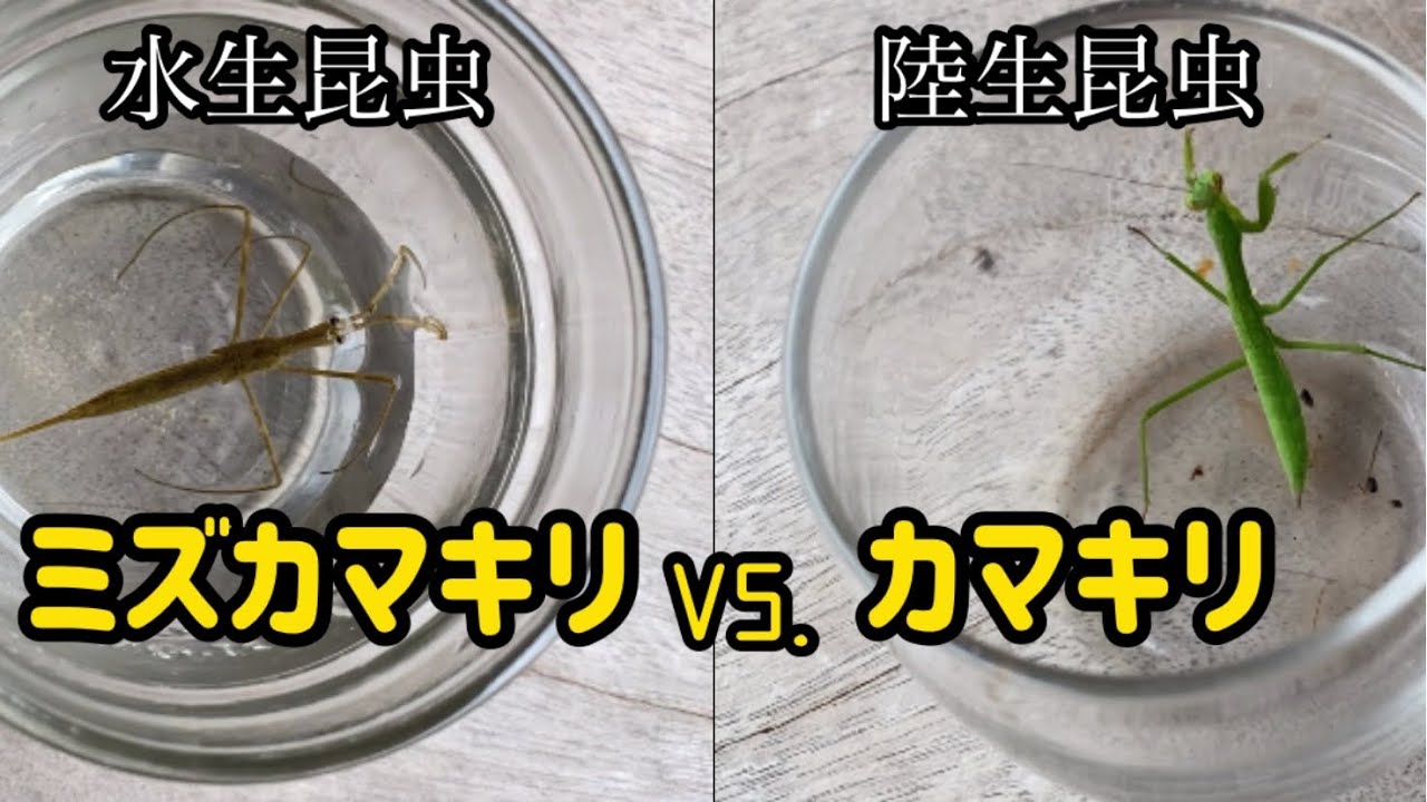 虫バトル 水生昆虫ミズカマキリ 対 陸生昆虫カマキリ