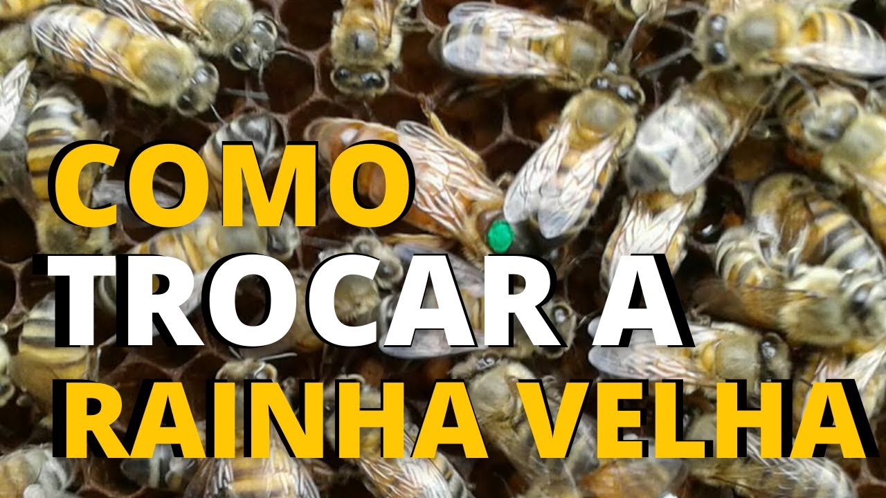 Como trocar a rainha velha? / Métodos de introdução de princesas e divisão de enxames