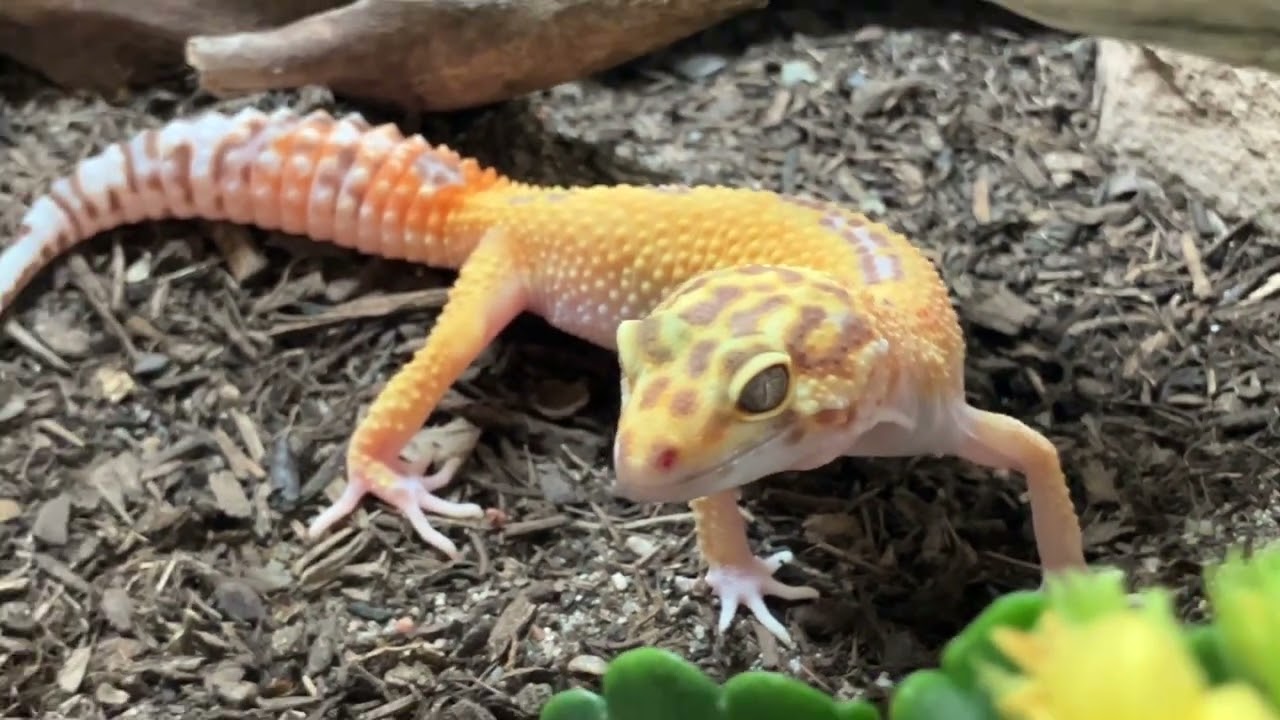 Gecko Laser Guided