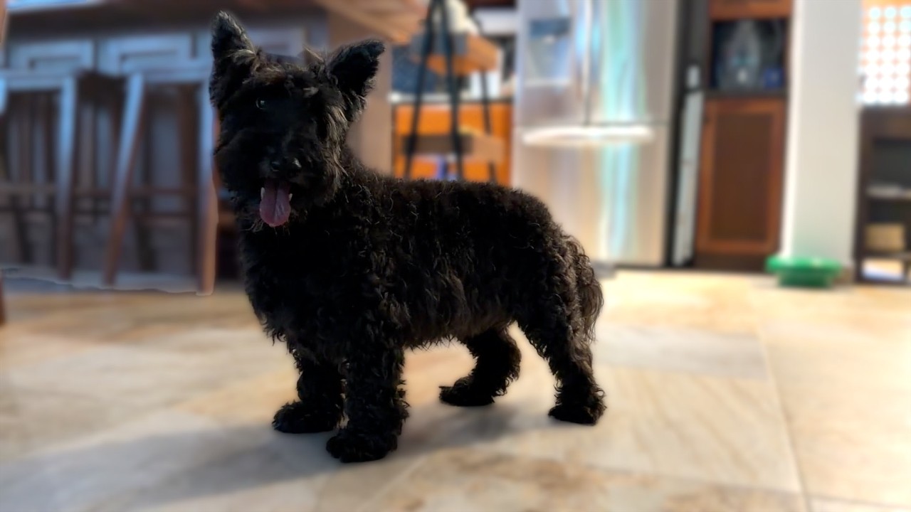 Ozzie, my Scottie Terrier 2025
