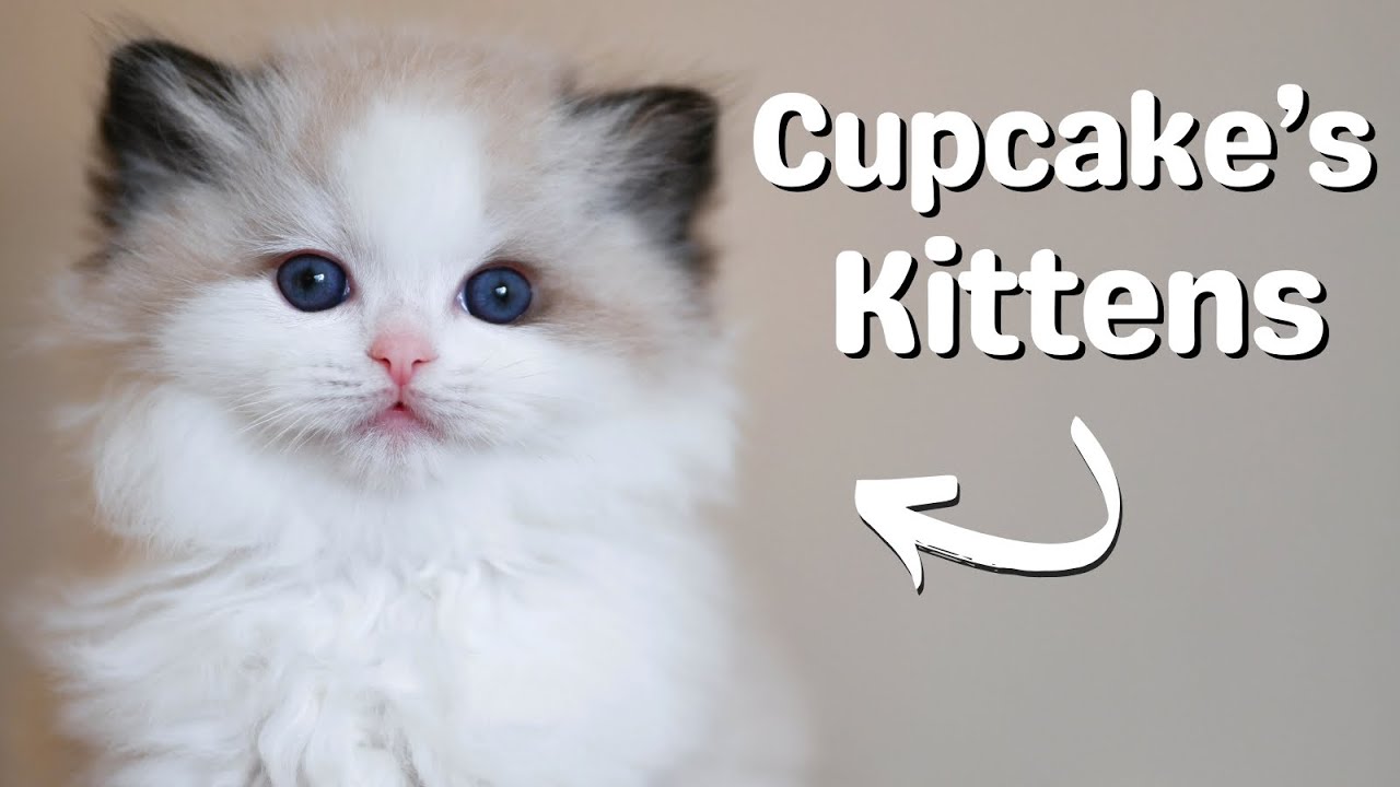 Cute Ragdoll Kittens Growing Up | Mother Cat and Kittens Playing | 7 Weeks Old